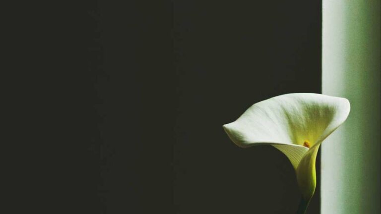 How To Visit Http Cricbet99 Club Com Website?